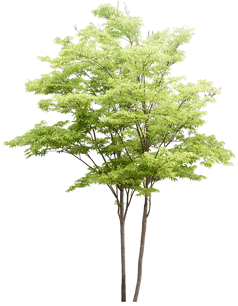 园林景观乔木树木大树植物png免抠素材