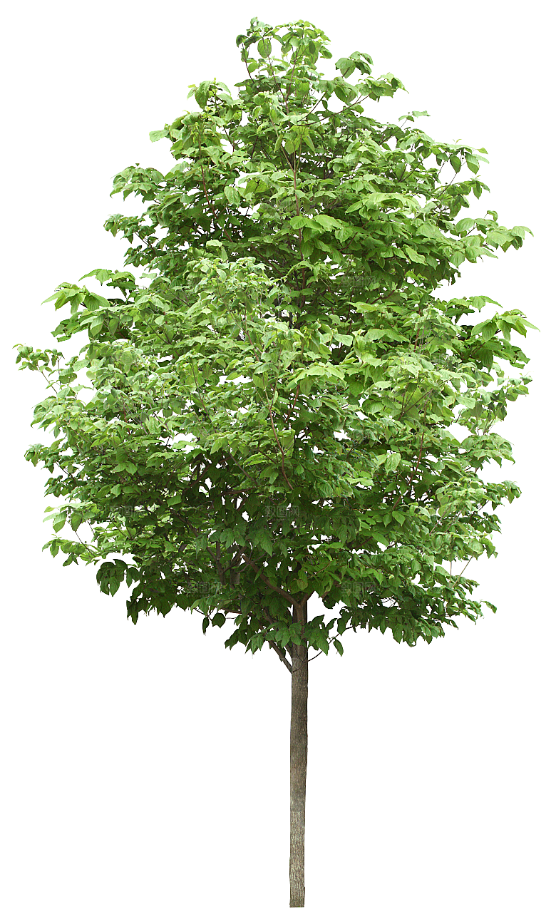 园林景观乔木树木大树植物png免抠