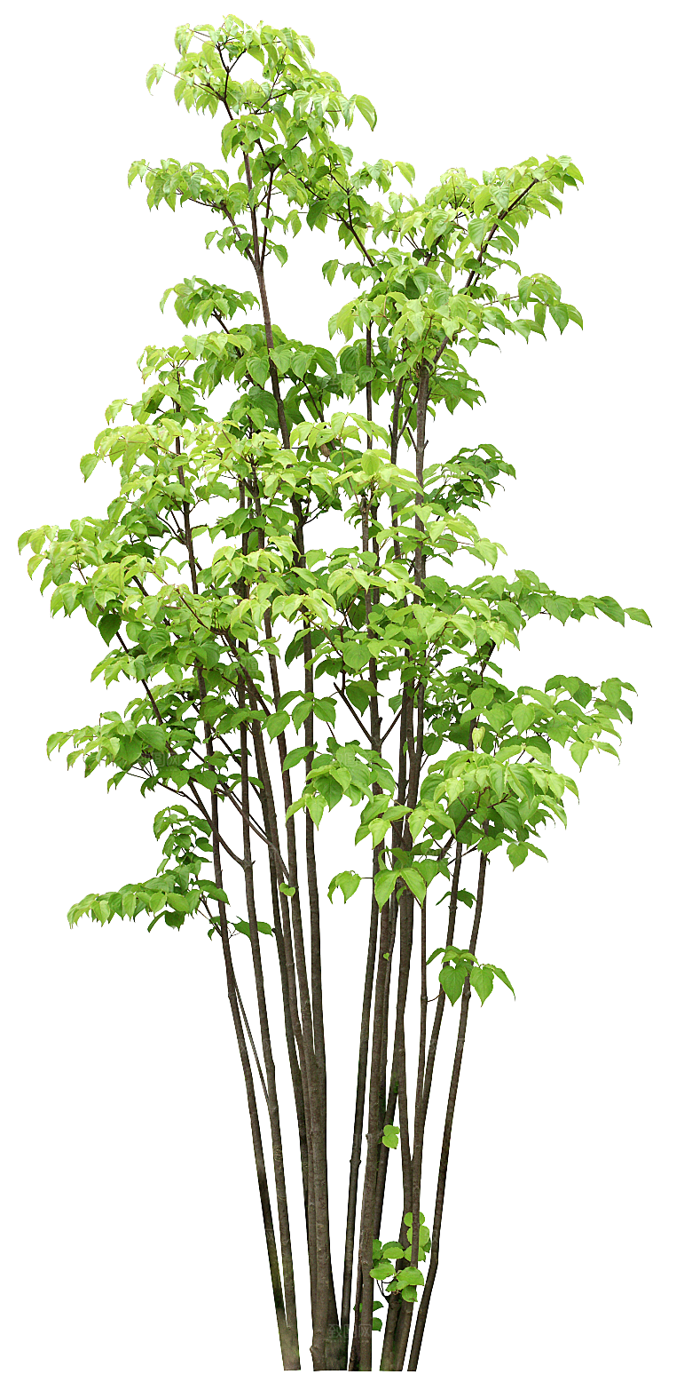 园林景观乔木树木大树植物png免抠
