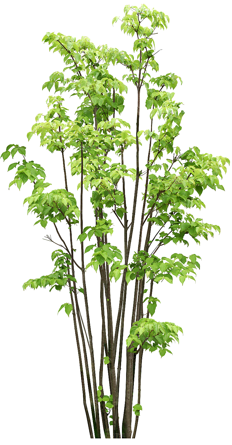 园林景观乔木树木大树植物png免抠