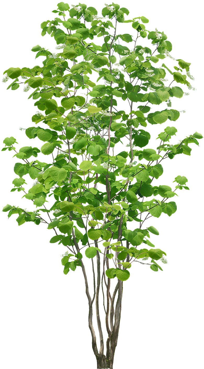 园林景观乔木树木大树植物png免抠素材