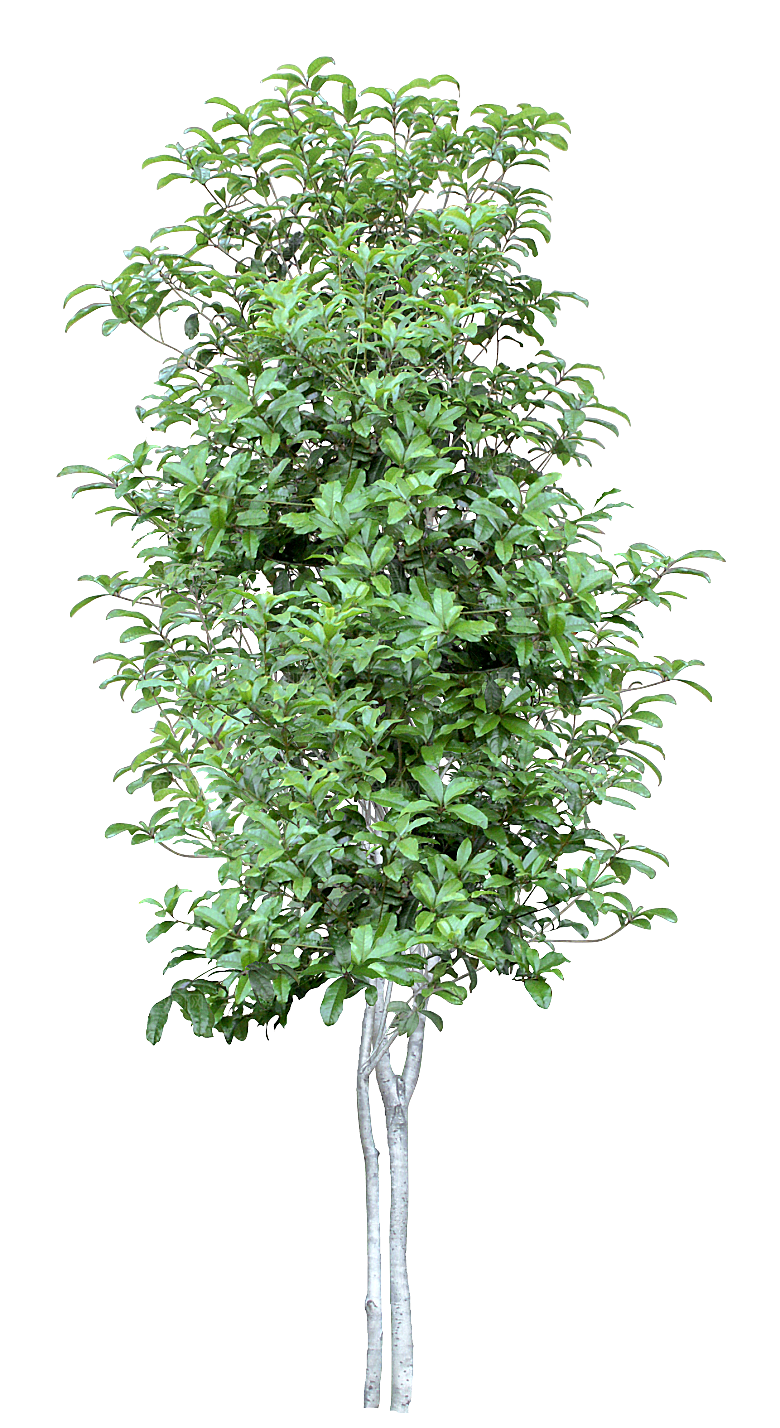 园林景观乔木树木大树植物png免抠素材