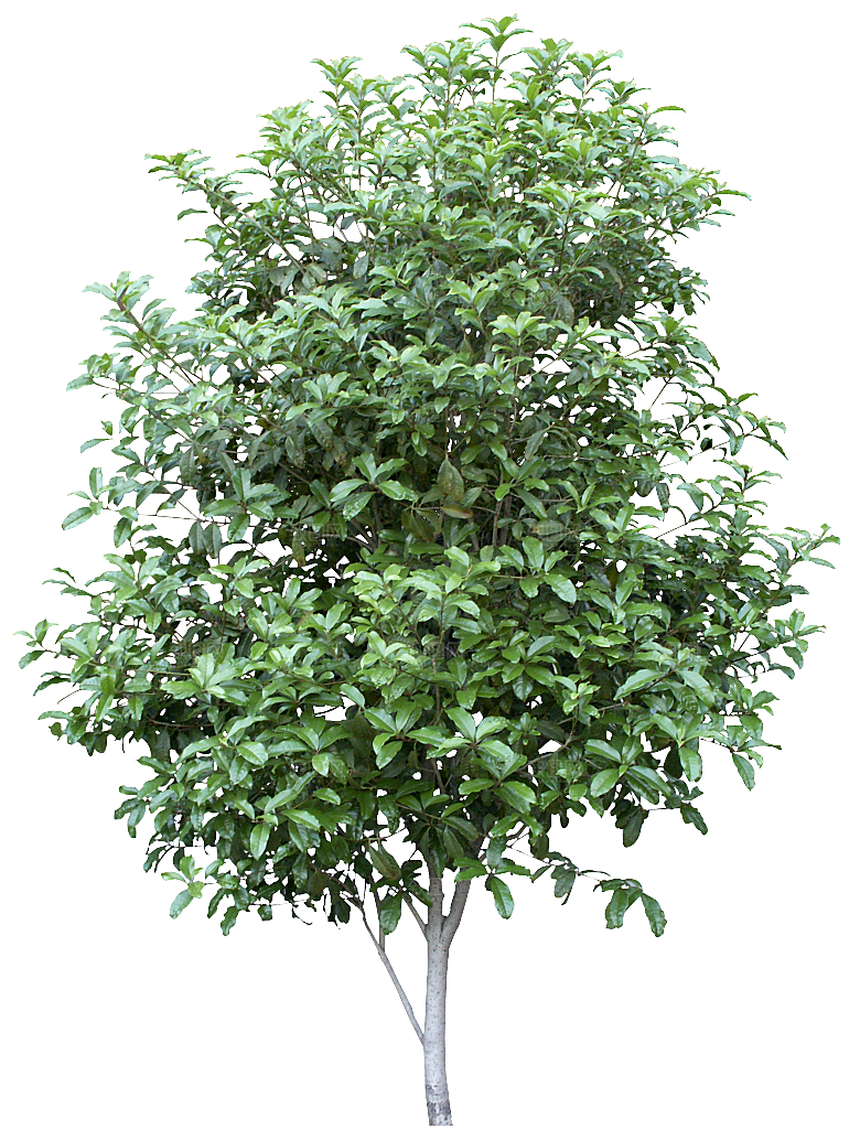 园林景观乔木树木大树植物png免抠素材