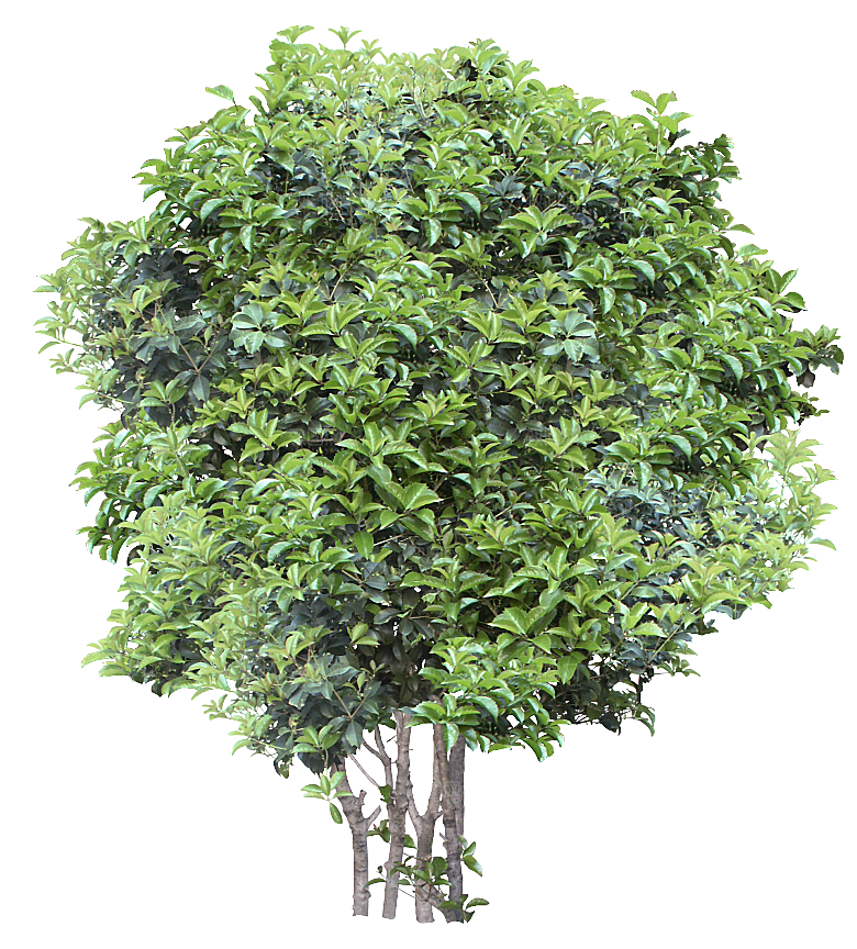 园林景观乔木树木大树植物png免抠素材