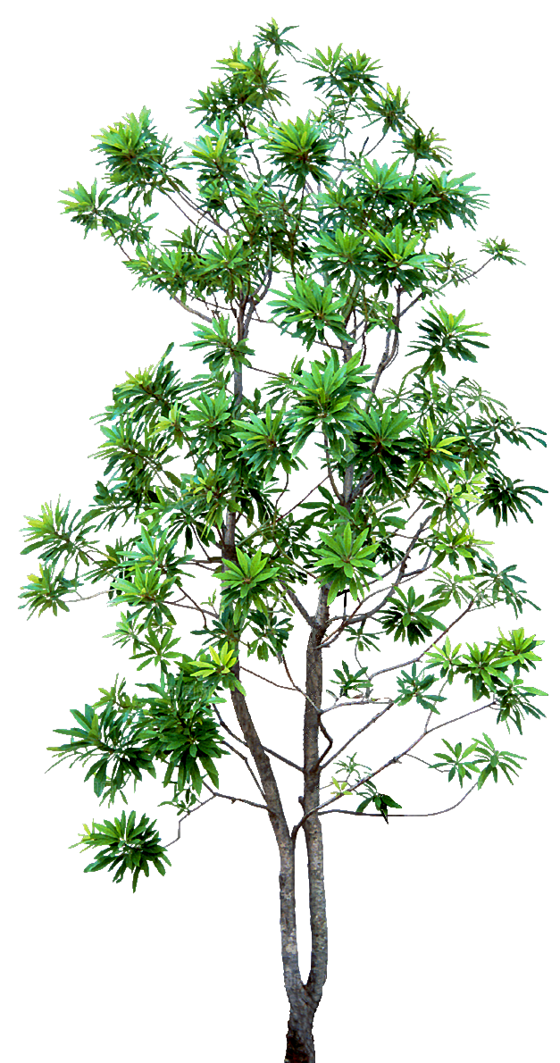 园林景观乔木树木大树植物png免抠素材