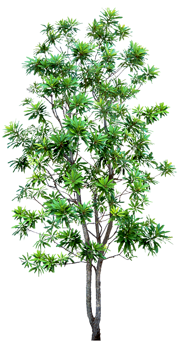 园林景观乔木树木大树植物png免抠