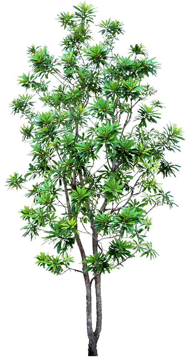 园林景观乔木树木大树植物png免抠