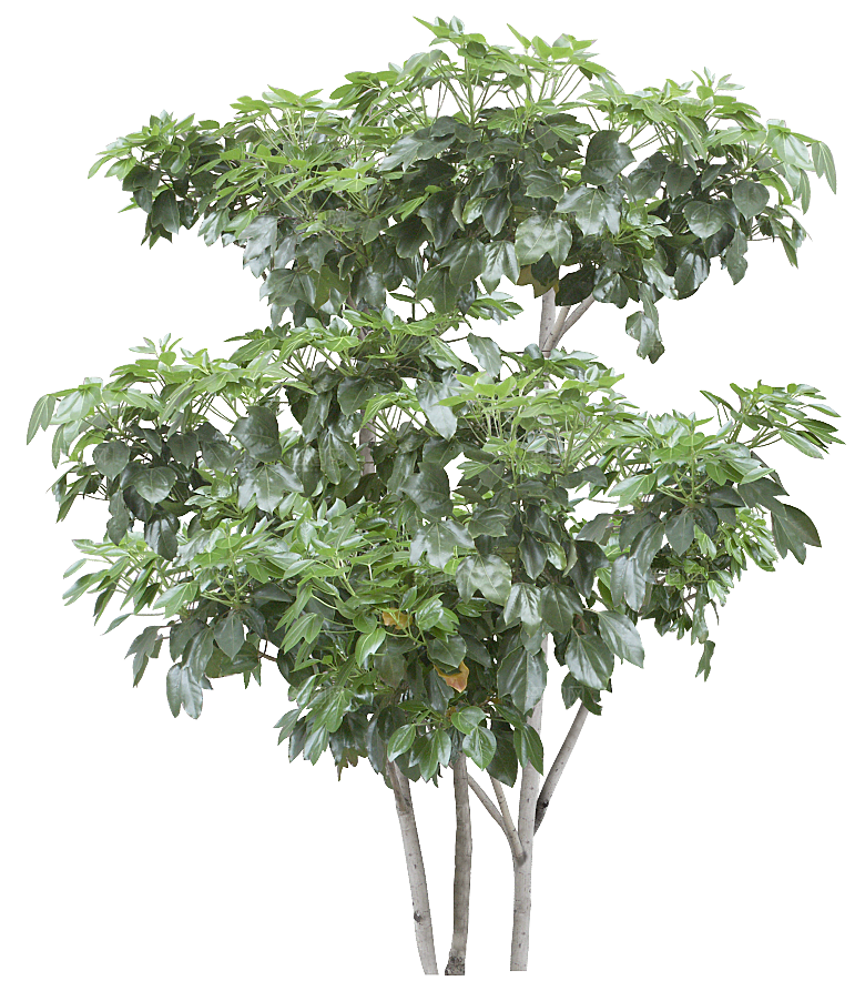 园林景观乔木树木大树植物png免抠素材