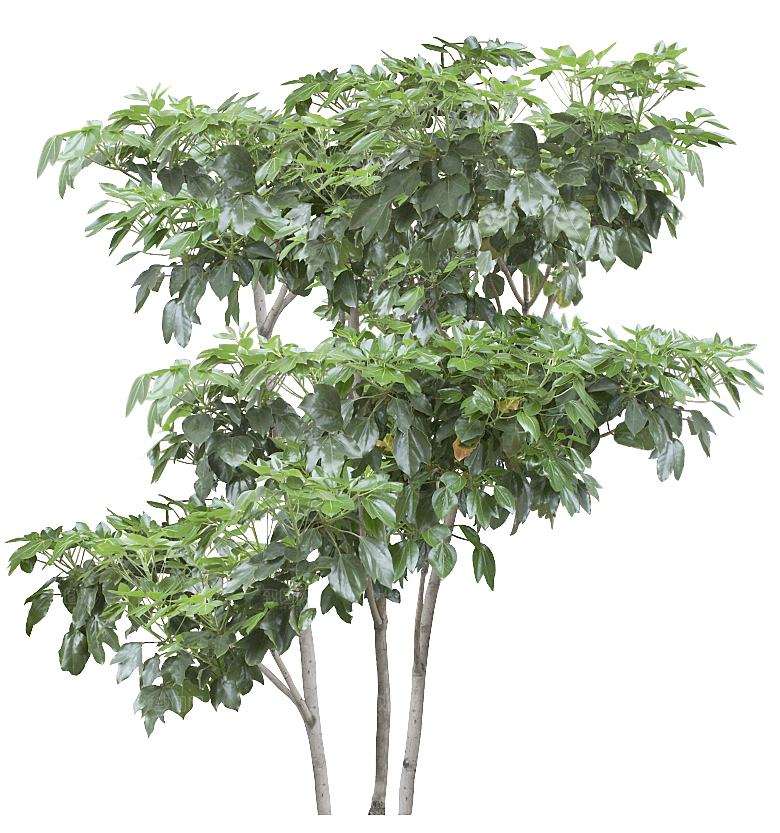 园林景观乔木树木大树植物png免抠素材