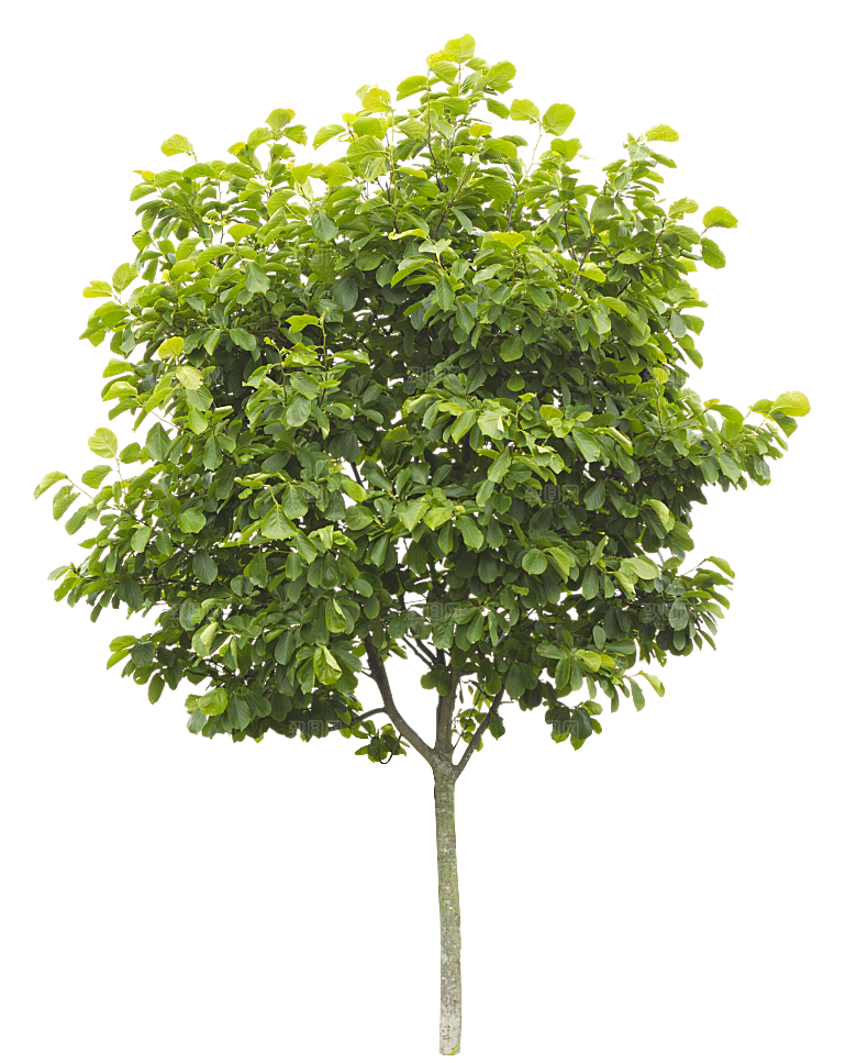 园林景观乔木树木大树植物png免抠