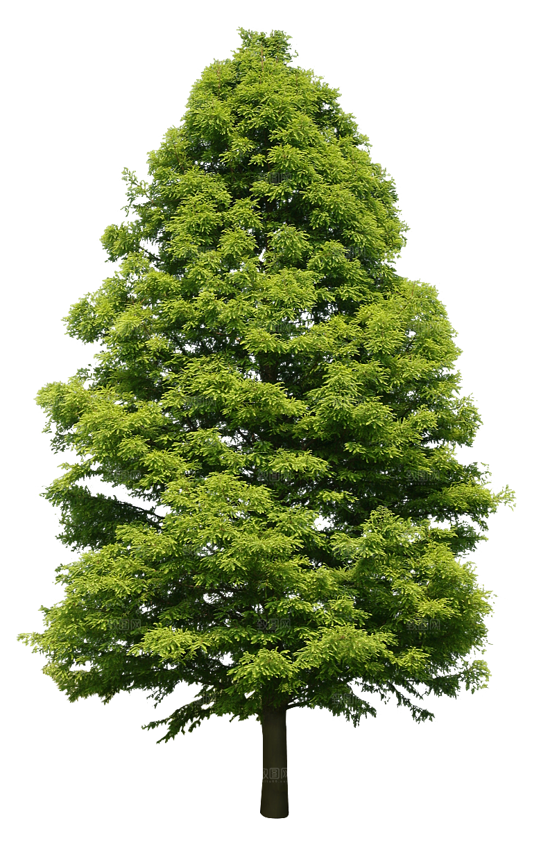 园林景观乔木树木大树植物png免抠素材
