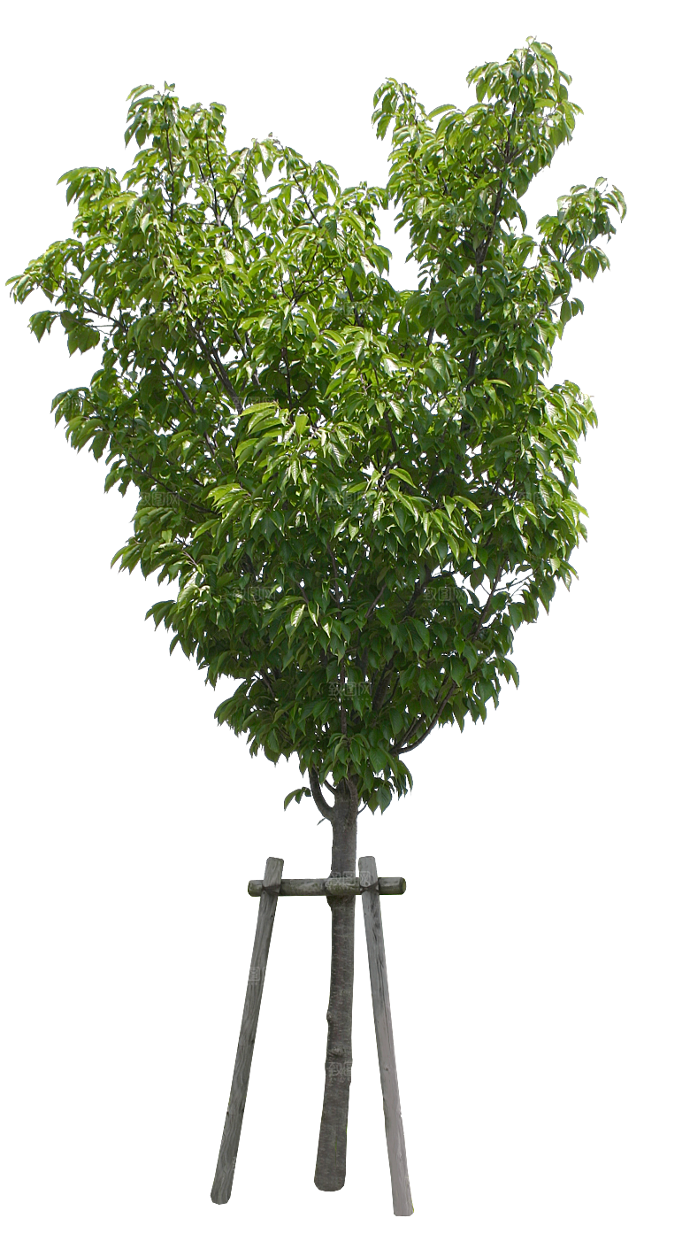 园林景观乔木树木大树植物png免抠素材