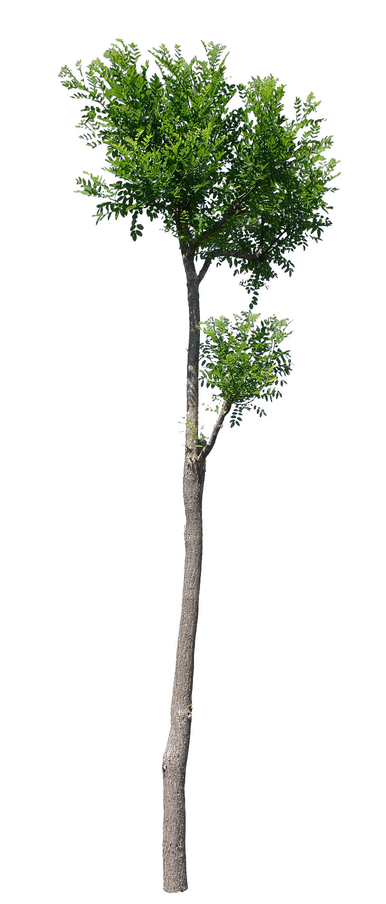 园林景观乔木树木大树植物png免抠