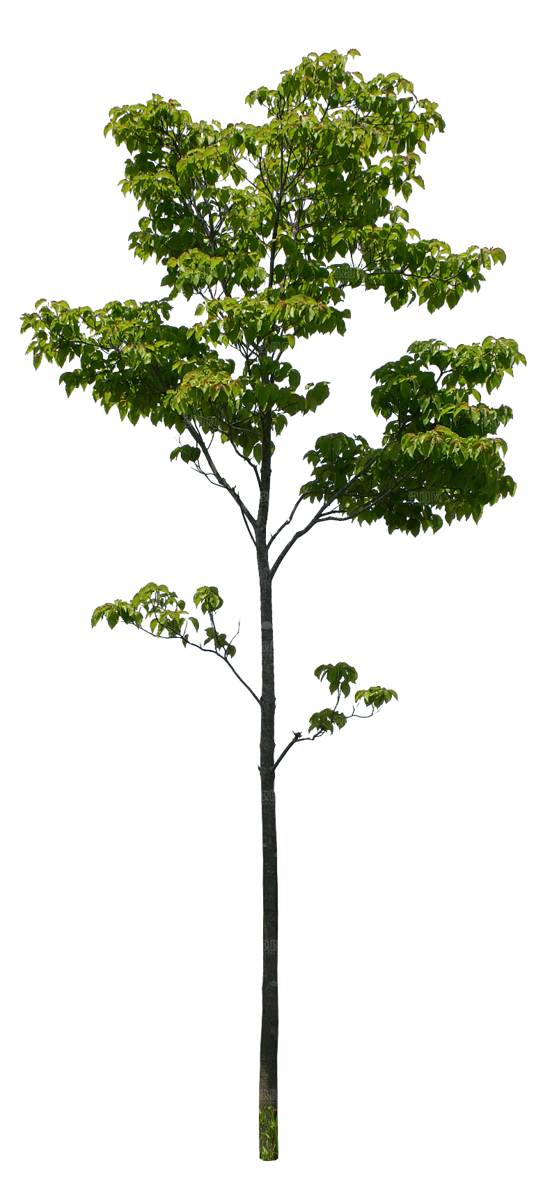 园林景观乔木树木大树植物png免抠