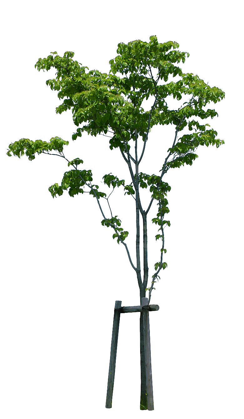 园林景观乔木树木大树植物png免抠