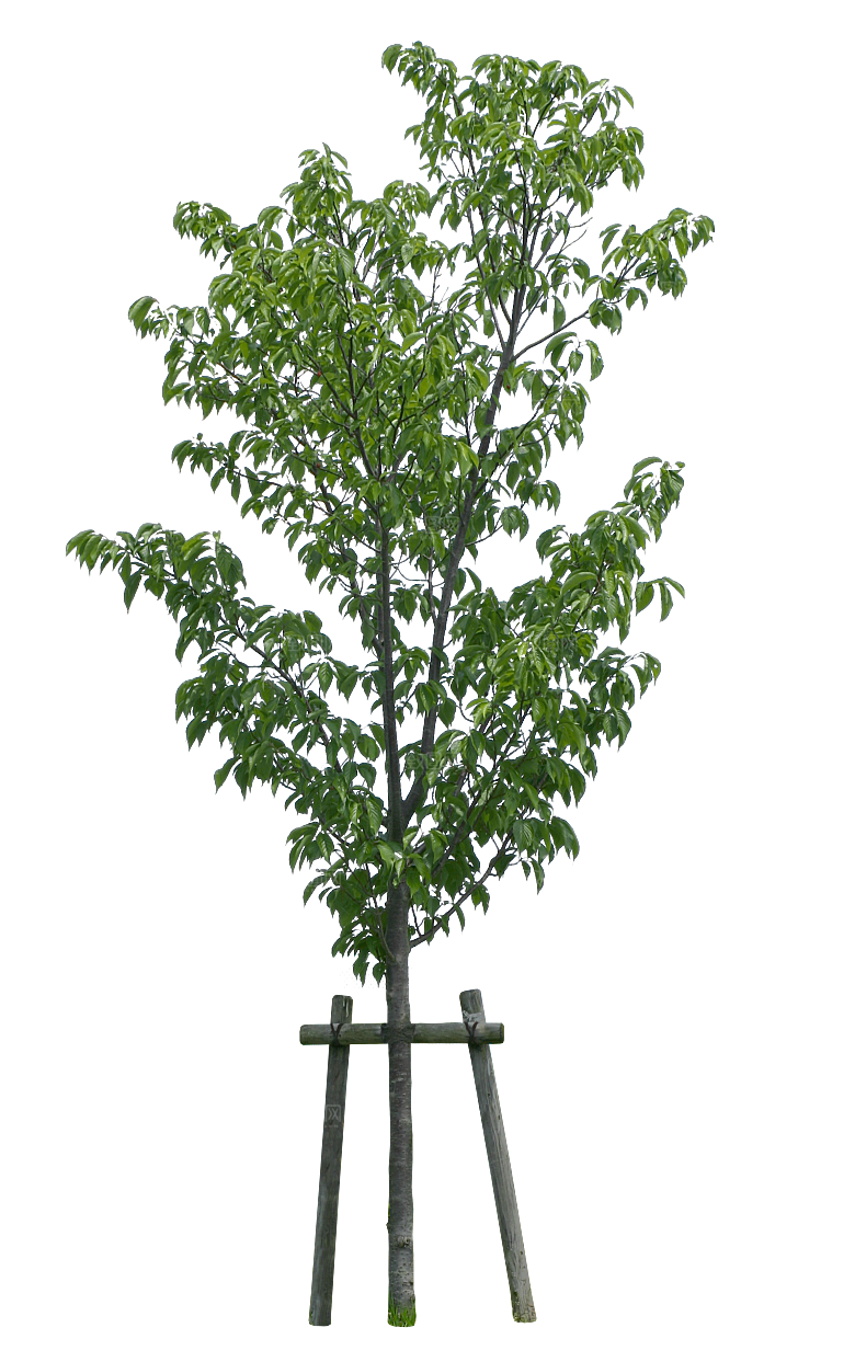园林景观乔木树木大树植物png免抠