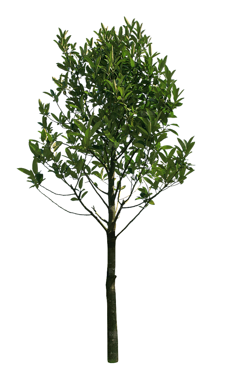 园林景观乔木树木大树植物png免抠