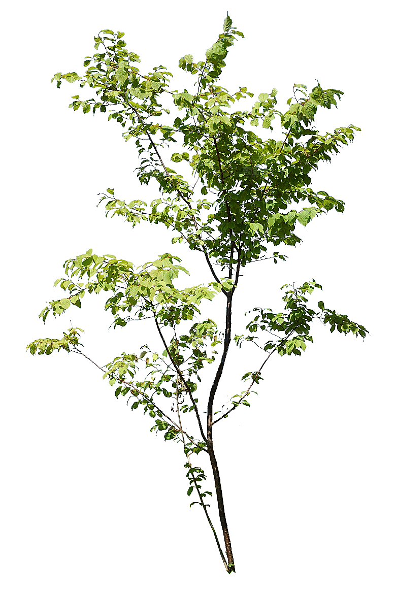 园林景观乔木树木大树植物png免抠