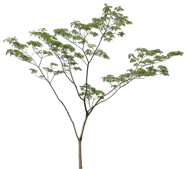 园林景观乔木树木大树植物png免抠