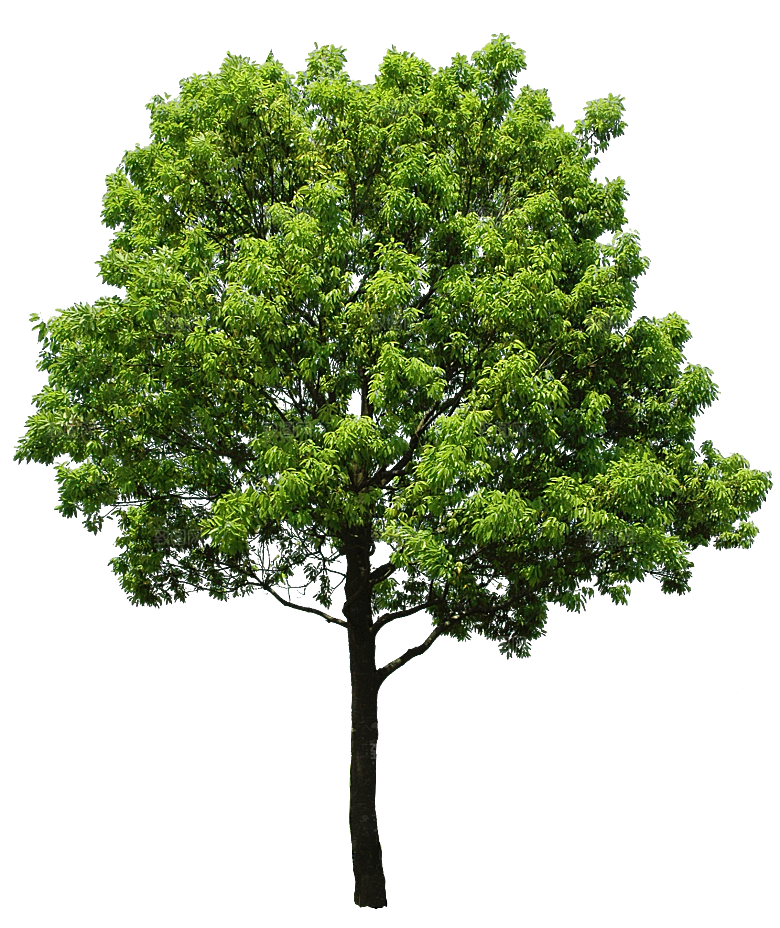 园林景观乔木树木大树植物png免抠素材