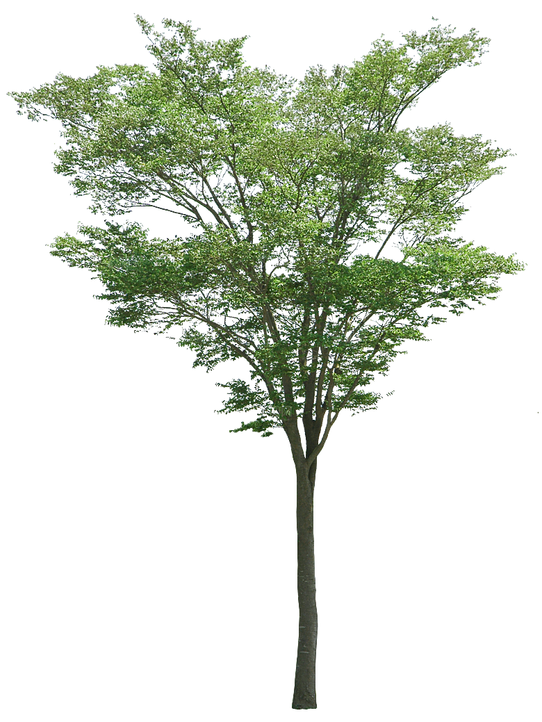 园林景观乔木树木大树植物png免抠素材