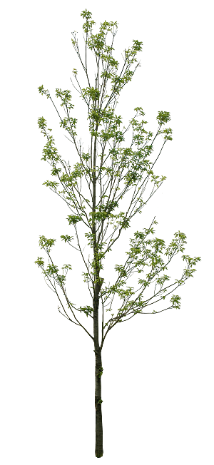 园林景观乔木树木大树植物png免抠素材