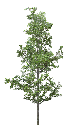 园林景观乔木树木大树植物png免抠