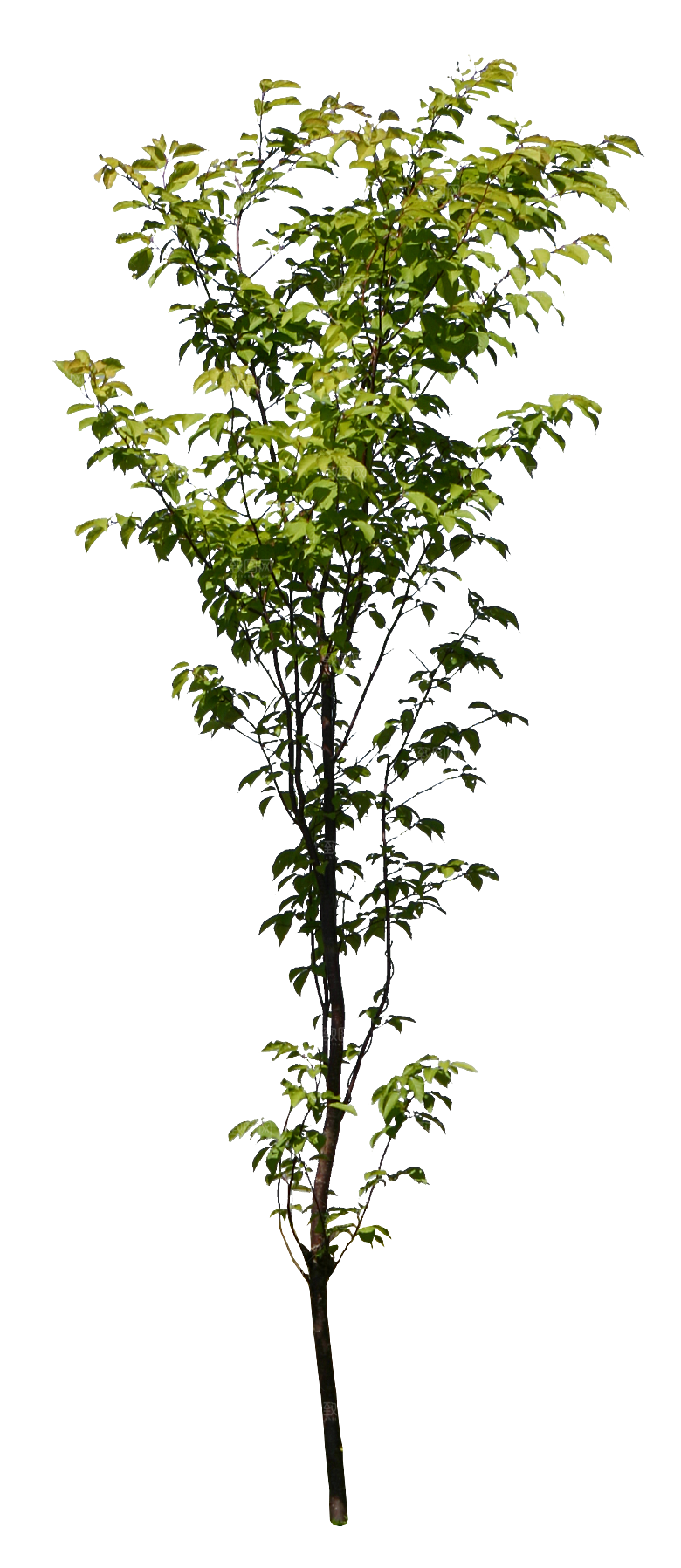 园林景观乔木树木大树植物png免抠