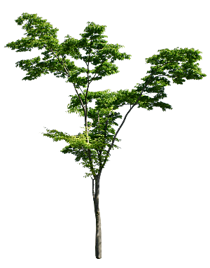 园林景观乔木树木大树植物png免抠素材