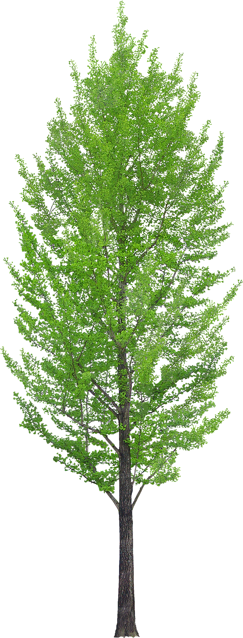 园林景观乔木树木大树植物png免抠素材
