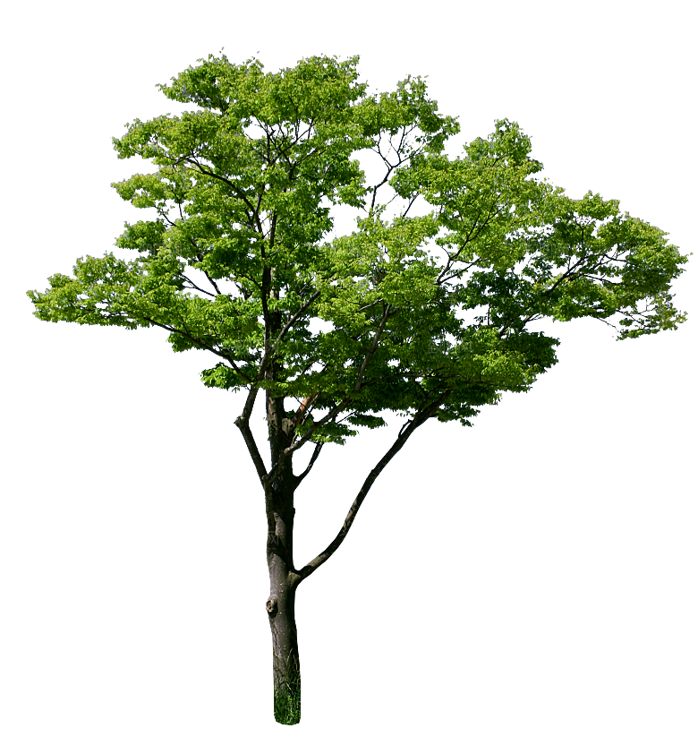 园林景观乔木树木大树植物png免抠素材