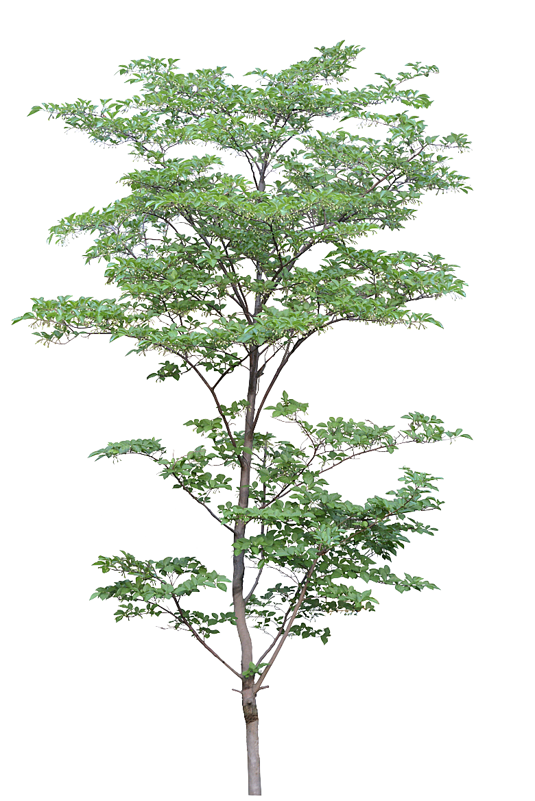 园林景观乔木树木大树植物png免抠素材