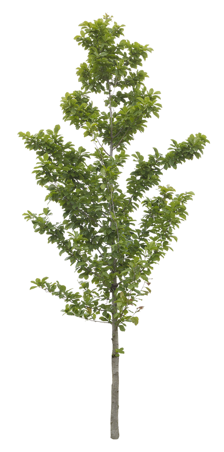 园林景观乔木树木大树植物png免抠素材