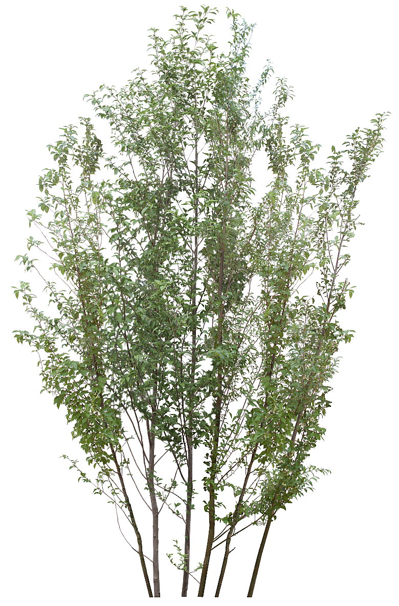 园林景观乔木树木大树植物png免抠