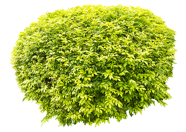 园林景观乔木树木大树植物png免抠