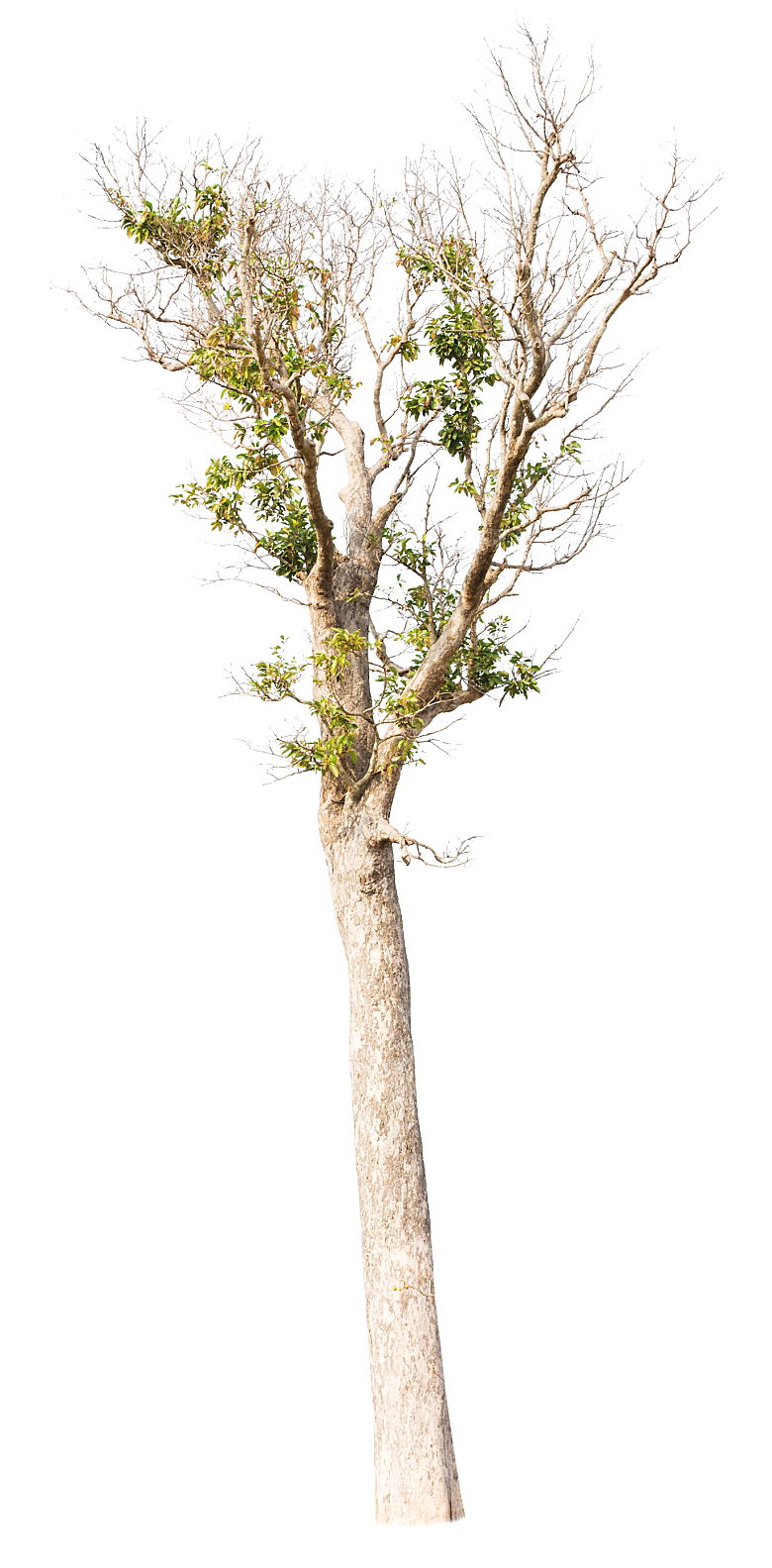 园林景观乔木树木大树植物png免抠素材