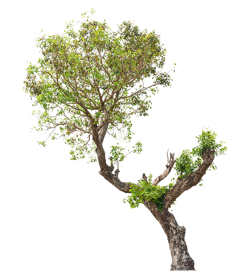 园林景观乔木树木大树植物png免抠素材