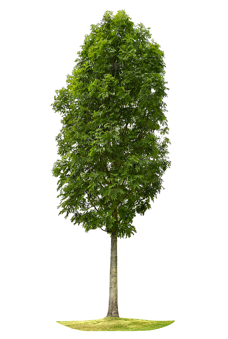 园林景观乔木树木大树植物png免抠素材