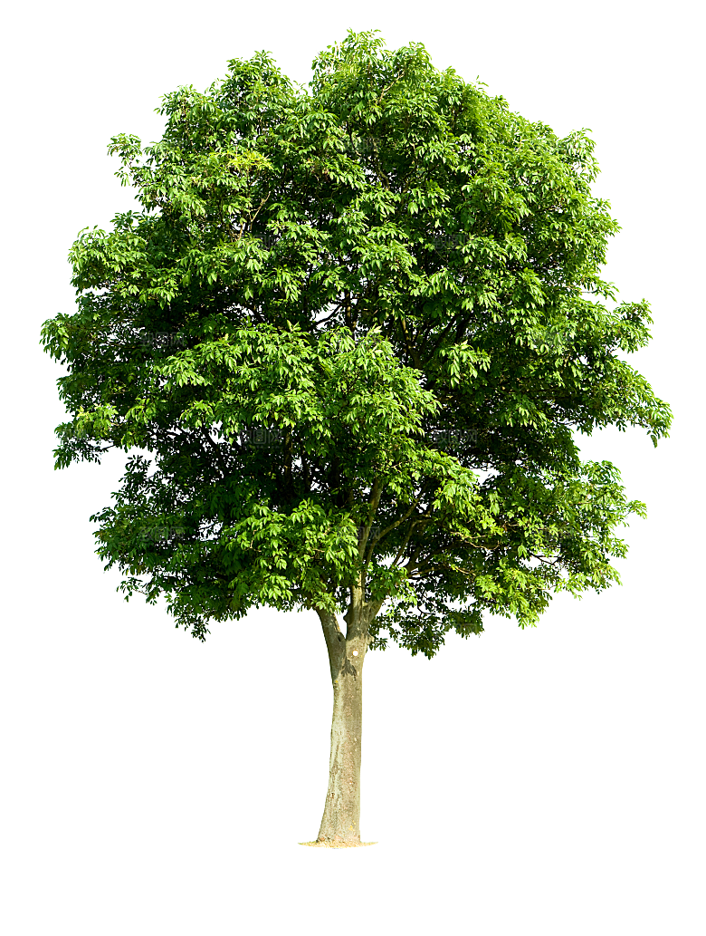 园林景观乔木树木大树植物png免抠素材
