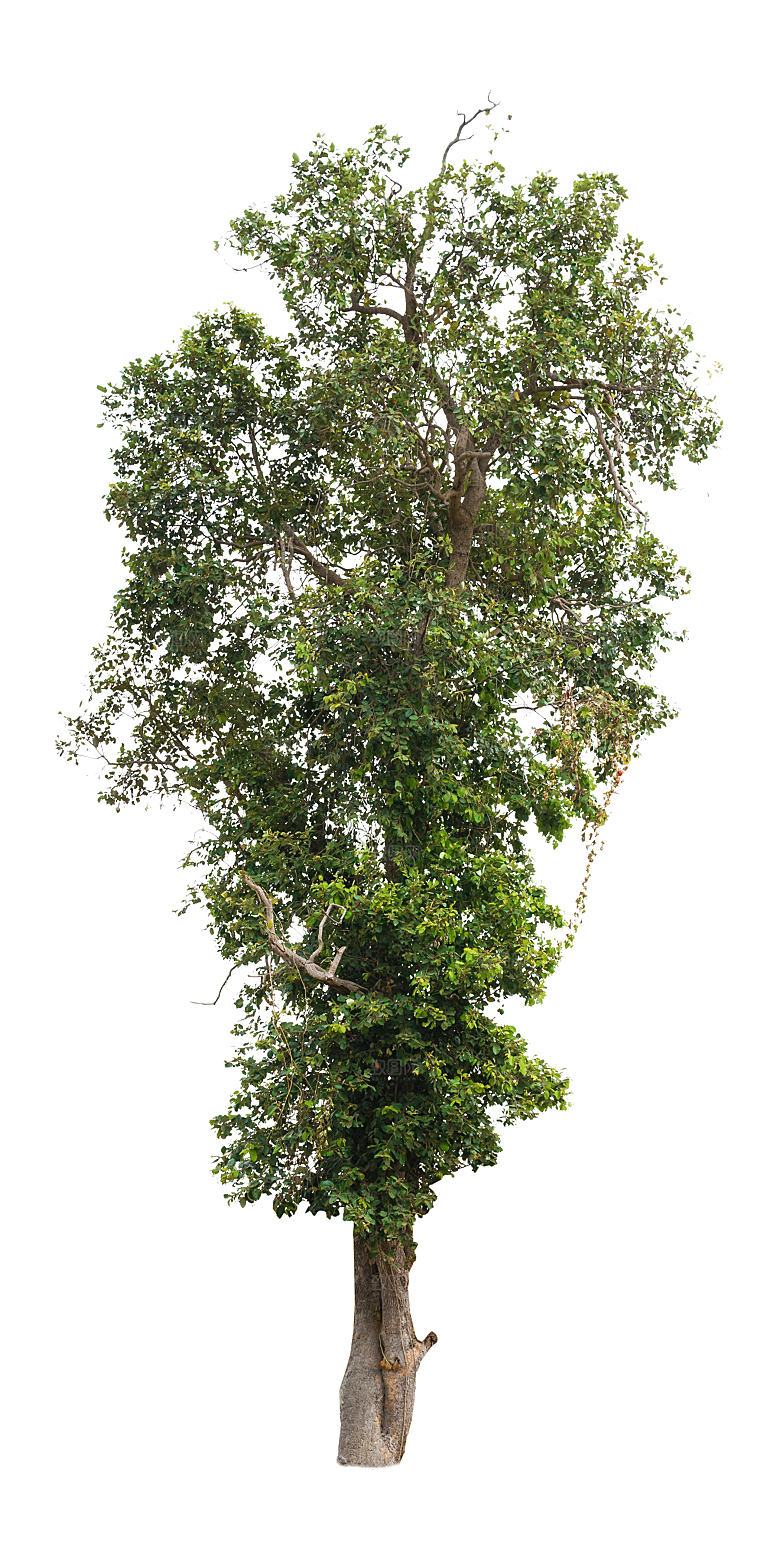 园林景观乔木树木大树植物png免抠