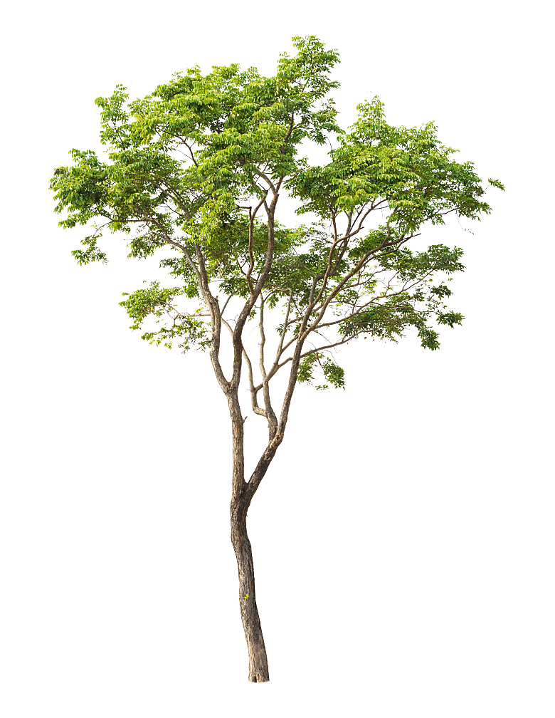园林景观乔木树木大树植物png免抠素材