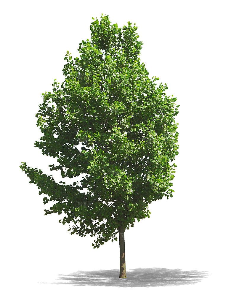 园林景观乔木树木大树植物png免抠素材