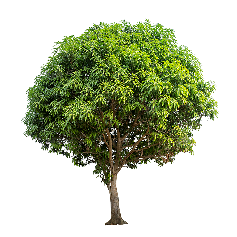 园林景观乔木树木大树植物png免抠