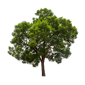 园林景观乔木树木大树植物png免抠
