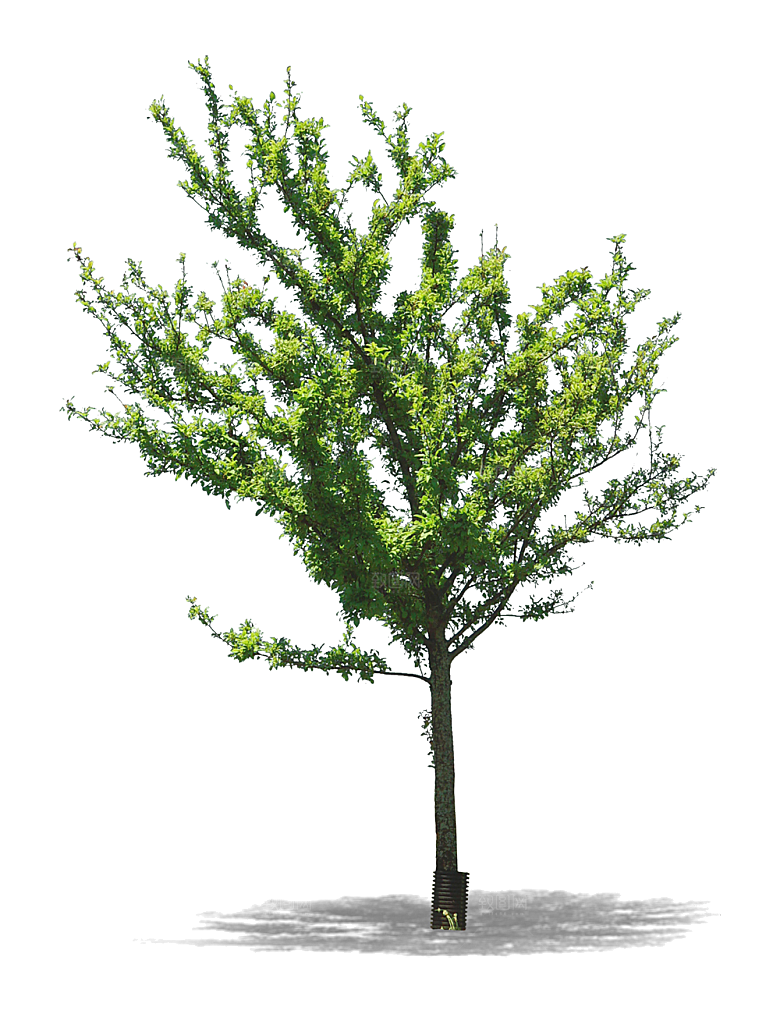 园林景观乔木树木大树植物png免抠