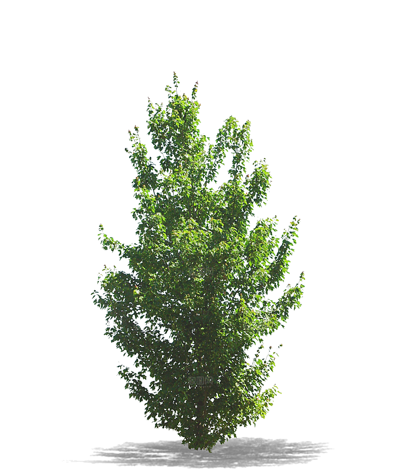 园林景观乔木树木大树植物png免抠素材