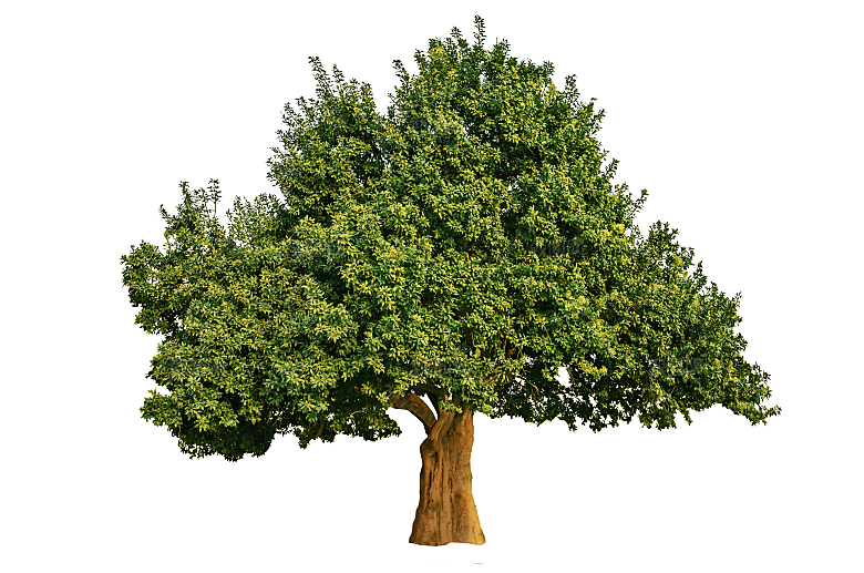 园林景观乔木树木大树植物png免抠