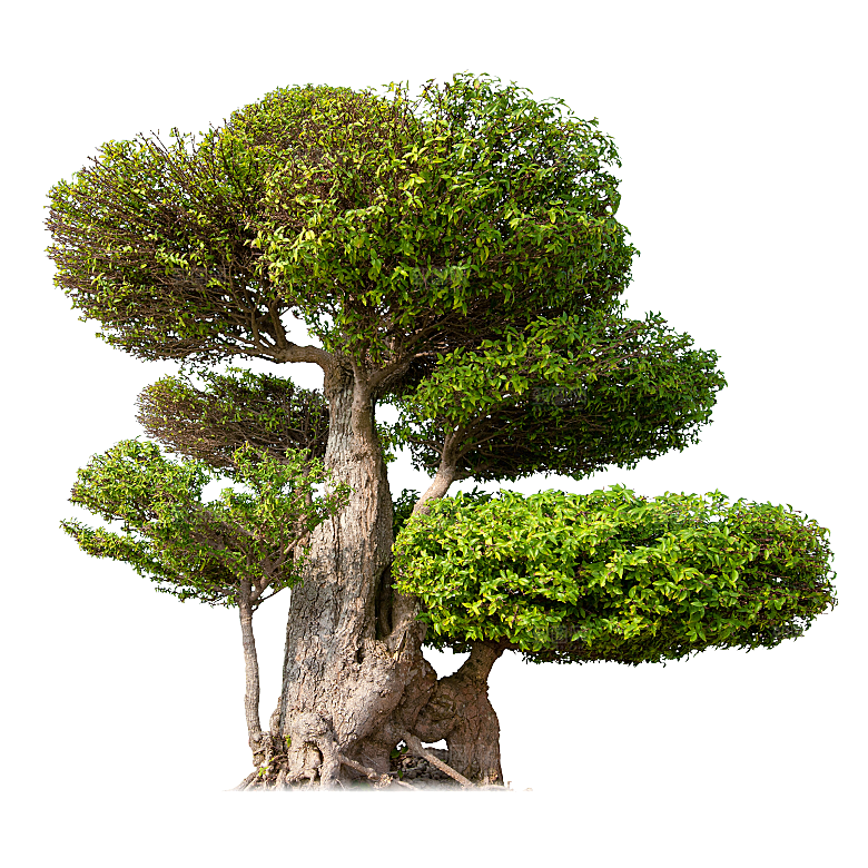 园林景观乔木树木大树植物png免抠素材