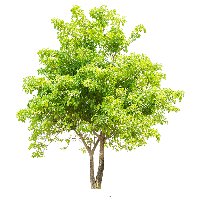 园林景观乔木树木大树植物png免抠素材