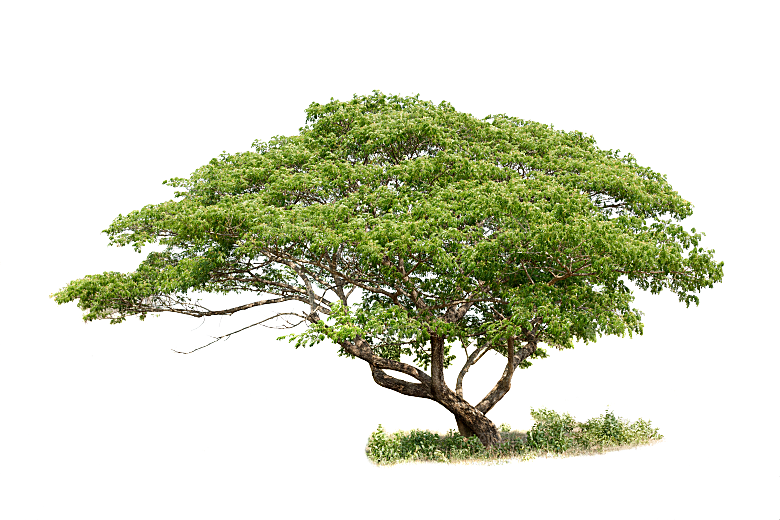 园林景观乔木树木大树植物png免抠素材